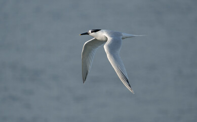 Sandwich tern, Sterna sandvicensis