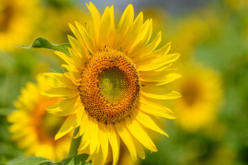 真夏のヒマワリ(向日葵)