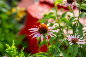close up of a coneflower blossom in growing in the back garden