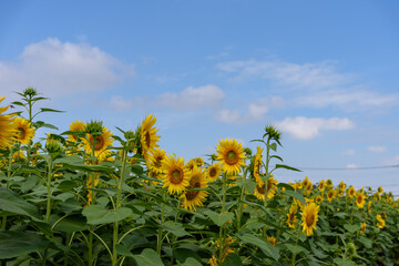 Obraz premium 真夏のヒマワリ(向日葵)と青空
