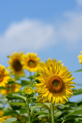 真夏のヒマワリ(向日葵)と青空