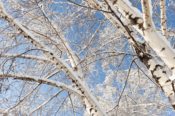 branches and trunks of birch trees covered with fresh snow