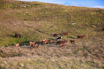Herd of horses at the Lagonaki plateau