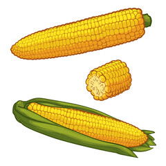 Colorful Corn in cartoon style. Vector illustration, isolated on a white background.