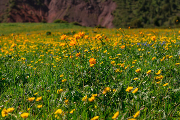 flowering yellow meadows of meadow buttercup