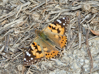 Painted Lady. Vanessa cardui.