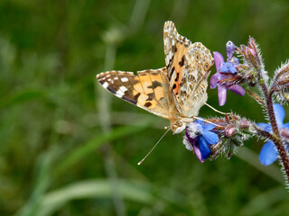 Painted Lady. Vanessa cardui.