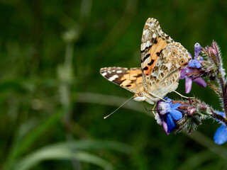 Painted Lady. Vanessa cardui.