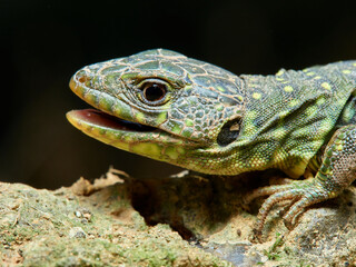 Eyed Lizard, Timon lepidus