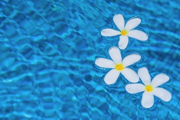 Selective focus to plumeria or frangipani white flowers with water drops floating on blurred from water fluctuations pool surface. Background with space for text.