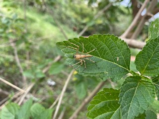 spider on a leaf