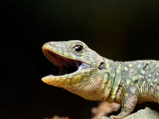 Eyed Lizard, Timon lepidus