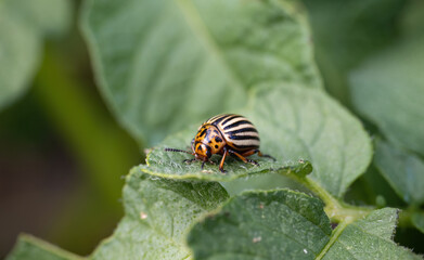 Colorado beetle (Leptinotarsa decemlineata) bug crawling on leaf of potato plant. Close-up of insect pest causing huge damage to harvest in farms and gardens.