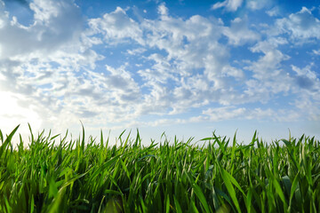 Fresh green grass on field