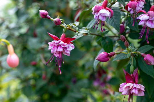 Fuchsia flower. Fuchsia is a genus of flowering plants and the majority of Fuchsia species are native to Central and South America. This cultivar is the Fuchisa bella evita.