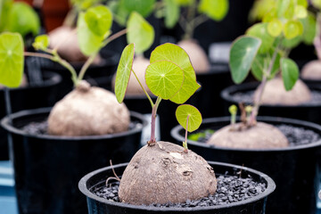 A cultivation of Stephania erecta plants in a plant nursery. Stephania is a genus of flowering...
