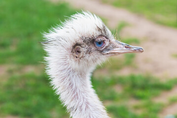 Portrait of an ostrich with big eyes pink beak against blurred green background.sunny summer day. Ostrich eyes closeup.