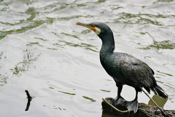 カワウのいる水辺
