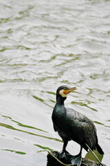 川の流れとカワウの一休み