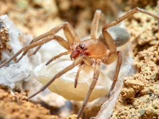 Land spider. Gnaphosidae family. 