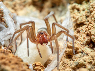 Land spider. Gnaphosidae family. 
