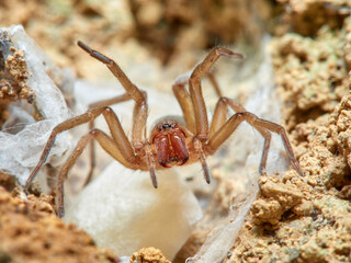 Land spider. Gnaphosidae family. 