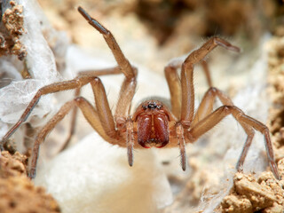 Land spider. Gnaphosidae family. 