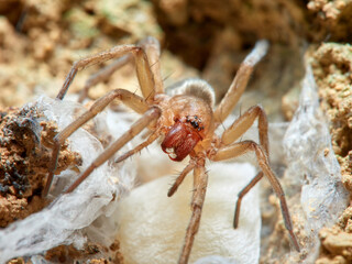 Land spider. Gnaphosidae family. 