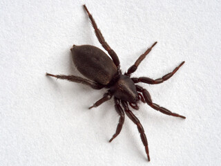 Black spider. Gnaphosidae family. 