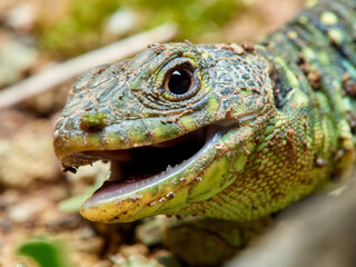 Eyed Lizard. Timon lepidus