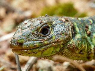 Eyed Lizard. Timon lepidus