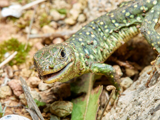 Eyed Lizard. Timon lepidus