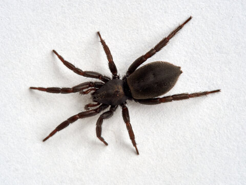 Black spider. Gnaphosidae family. 
