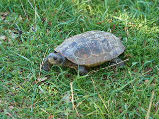Leprous turtle. Mauremys leprous