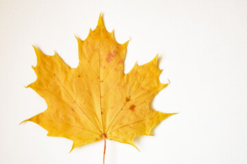 maple leaf with streaks. autumn yellow dry tree leaf on a white background.
