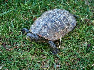 Leprous turtle. Mauremys leprous