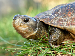 Leprous turtle. Mauremys leprous