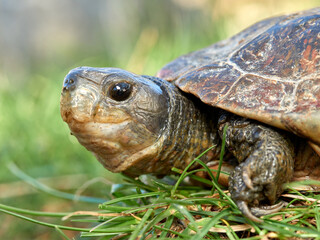 Leprous turtle. Mauremys leprous