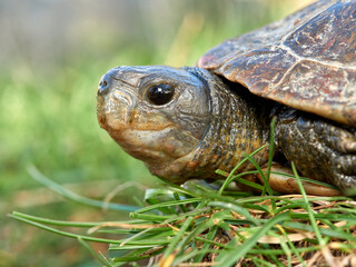 Leprous turtle. Mauremys leprous