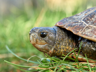 Leprous turtle. Mauremys leprous