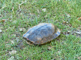 Leprous turtle. Mauremys leprous