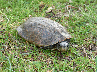 Leprous tortoise. Mauremys leprous