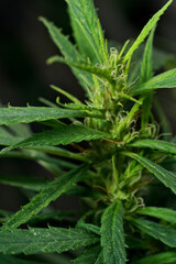 Cannabis plant, marijuana, hemp flower closeup shot grow in natural outdoor. Its bud, leaves, oil, flower use in alternative medical. THC and CBD for health. Indica or sativa.