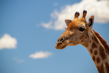 Wild african life. A large common South African giraffe on the summer blue sky.