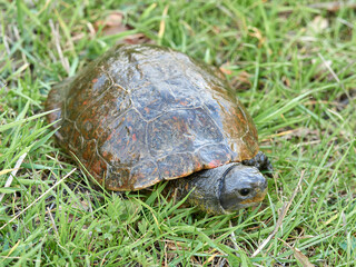 Leprous tortoise. Mauremys leprous