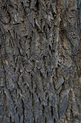 Szorstka powierzchnia kory pnia drzewa z bliska