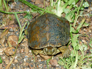 Leprous tortoise. Mauremys leprous