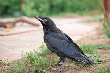 black live adult raven portrait stands on the green grass on a sunny day looking at the camera