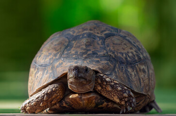 Wild african life. Close up of a cute turtle on a sunny day.