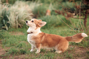 a red beige little corgi puppy wags its long tail standing on the green grass
